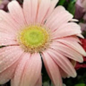 Meet your Posher, Tracy